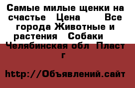 Самые милые щенки на счастье › Цена ­ 1 - Все города Животные и растения » Собаки   . Челябинская обл.,Пласт г.